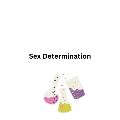 Sex Determination